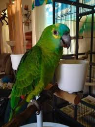 Lost Amazon Parrot Bird Goulburn New South Wales Nsw Australia L31436 Parrot Losing A Pet Parrot Bird