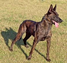 They share many of the characteristics of the german shepherd personality. Dutch Shepherd Dog Info Temperament Puppies Training Pictures