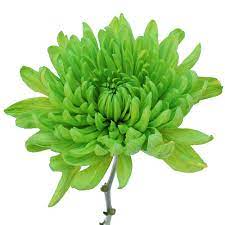 @tonya seemann seemann here's some ideas. Lime Green Wedding Flower Fiftyflowers Com