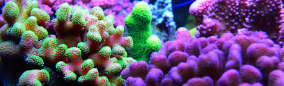 Nella nostra esposizione troverete ad attendervi un mondo di esperienze analogiche e digitali. Korallen Und Meerwasseraquarium Shop Korallen Zucht De
