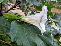 Bunga kecubung betekstur gerigi dengan jumlah antara 5 hingga 6 tajuk dan di setiap bagian dengan tajuk sedikit meruncing. Bunga Kecubung Steemkr