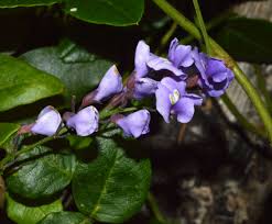 Image result for Hardenbergia comptoniana