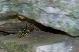 Yellow Jackets And Honeybees What S The Difference Wtop