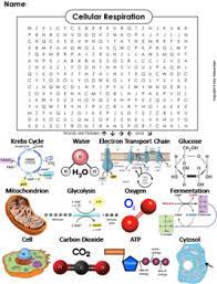 They inhale and exhale and generate energy from glucose. Cell Respiration Worksheet Teachers Pay Teachers