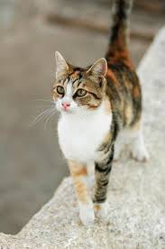 Contoh kalimat benda hidup kucing. Masa Lampau Kucing Kucing Di Beberapa Wilayah Kumparan Com