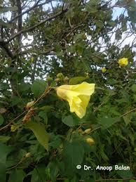 Image result for Azanza