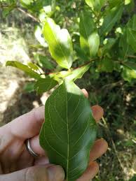 Image result for Combretum apiculatum