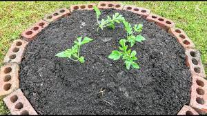 Growing Watermelon On A Hill To Save Garden Space Youtube