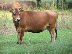 41 Jersey Cow Ideas Jersey Cow Cow Farm Animals