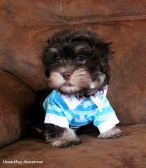 Maybe you would like to learn more about one of these? Havahug Havanese Puppies Havahug Havanese Puppies Of Michigan