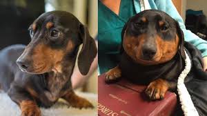 Follow fat dog to never miss another show. This Wiener Dog Turned Into More Of A Sausage Due To A Medical Issue