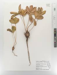 Image result for Alafia zambesiaca