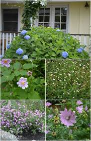 In fact, the flowers are too long for most insects, and the red cardinal flower relies on attracting hummingbirds for pollination. What To Plant For August Blooms An Oregon Cottage