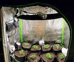 These pots are aeration containers allowing the air to prune the plant root structure. How Much Am I Going To Be Limited By 3 Gallon Smart Pots First Grow And I Didn T Think This Completely Through Microgrowery