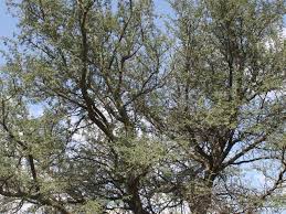 Image result for Faidherbia albida