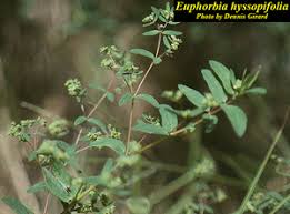 Image result for Euphorbia hyssopifolia