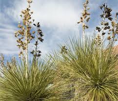 Image result for Yucca