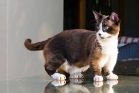 Quickly find the best offers for scottish fold kittens for sale on newsnow classifieds. Munchkin Cat Breed Information Characteristics Daily Paws