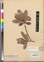 Image result for Terminalia trichopoda