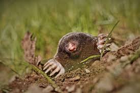 See more ideas about mole, animals, cute animals. What Is A Mole Answered Twinkl Teaching Wiki