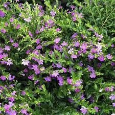 Cuphea Lavender Lace Buy Cuphea Annuals Online Cuphea Plant Lavender Plant Trees To Plant