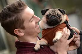 Do you want to see some pics of pugs dressed up for Christmas?