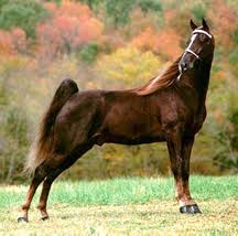 Tennessee walking tier 4 certificate was last available in the purebreeders society in december 2020. Undercover Footage Reveals Abuse Of Tennessee Walking Horses Horse Hound