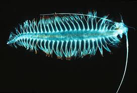 The Neon Glow Of Bioluminescent Sea Creatures Bioluminescent Animals Deep Sea Creatures Sea Creatures