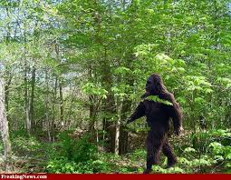 Sasquatch Bigfoot Yeti Bigfoot Pictures Bigfoot Sightings Finding Bigfoot