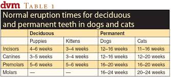 Tooth Eruption And Exfoliation In Dogs And Cats