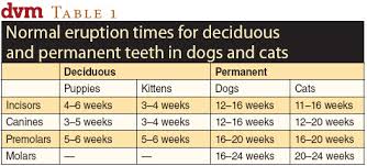 tooth eruption and exfoliation in dogs and cats