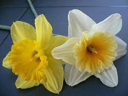 Narcissus Flowers Gift Flowers Narcissus Flower Gift