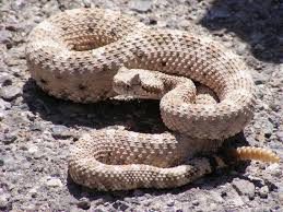 5 Things To Know About Rattlesnakes And Their Babies University Of Arizona News
