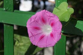 Image result for Ipomoea trinervia