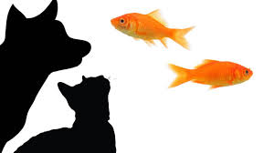 The cutest app among the others. Cat Games Catching Fish 1 Hour Marathon For Cats Only Youtube