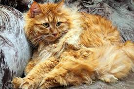 Awesome Fluffy Orange American Bobtail Cat Pictures American Bobtail Cat Breed Americanbobtail Bobtailcat American Bobtail Cat Bobtail Cat Cat Breeds