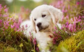 download wallpapers golden retriever 4k labrador puppy cute dog small labrador cute animals besthqwallpapers com golden retriever wallpaper golden retriever labrador retriever
