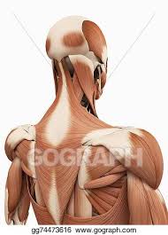 Home gym workouts 🔥upper back anatomy for training | photo & guide. Stock Illustration The Upper Back Muscles Stock Art Illustrations Gg74473616 Gograph