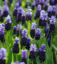 Image result for Afrohybanthus latifolius