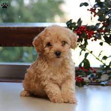 Check spelling or type a new query. Havapoo Puppies For Sale Greenfield Puppies Havapoo Puppies Cute Puppies For Sale Cute Fluffy Dogs