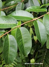 Image result for Syzygium niassense