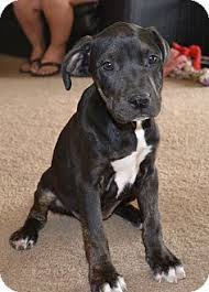 They carry themselves with pride, but are never arrogant. Chandler Az Labrador Retriever Boxer Mix Meet Lucy A Puppy For Adoption Boxer Dogs Boxer Puppies Pet Adoption