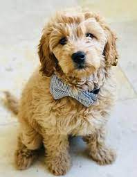 Lizzie is another one of our daisy's sweet puppies that has stayed a part of our freedom labradoodle's family via a guardian home. 780 Dogs Ideas In 2021 Dogs Puppies Cute Dogs