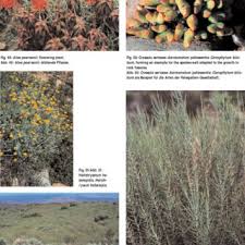 Image result for Coronopus integrifolius