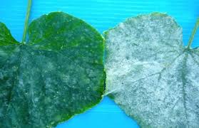 Image result for mildew on cucumbers