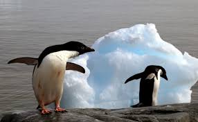 The adelie penguin is the smallest and most widely distributed species of penguin in the southern ocean and is one of only this penguin emergent reader will help your students to build their print and phonological awareness in an enjoyable way. Rosenthal Islands Archives All About That Baseline