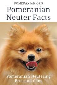 We did not find results for: Pomeranian Neuter Facts Pomeranian Dog Pomeranian Pomeranian Puppy