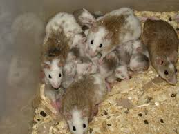 Advertisement pets make wonderful companions. Which Small Animal Is The Best Pet For You Pethelpful