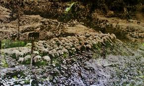 Image result for cambodia history killing fields