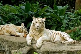 … the tiger is the largest cat species. White Tiger Facts Metaphorical Platypus